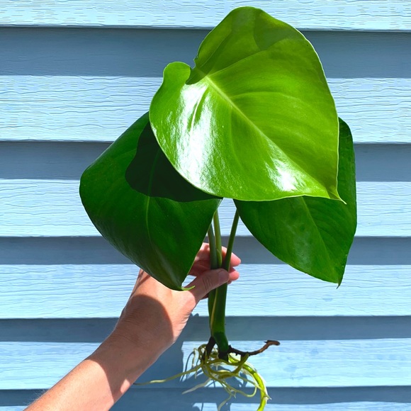 Monstera Plant - Picture 1 of 2